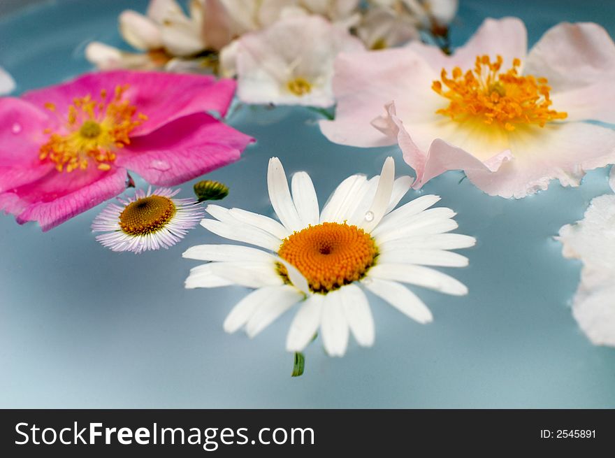 An image with various flowers in the water. An image with various flowers in the water