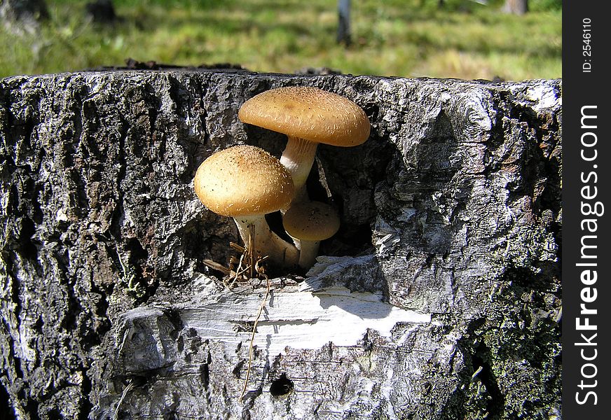 Mushrooms on a birch thumb in a forest. Mushrooms on a birch thumb in a forest