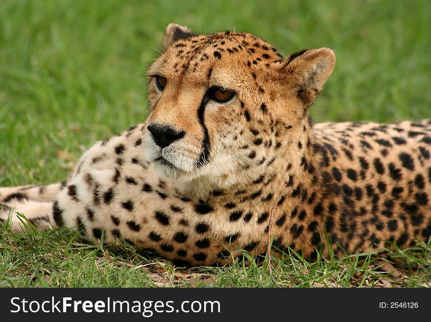 Cheetah Gaze