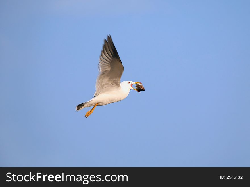 Flying seagull with bivalve in beak against blue sky