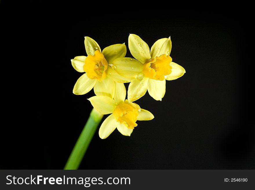 Yellow spring daffodil on black background whit drops