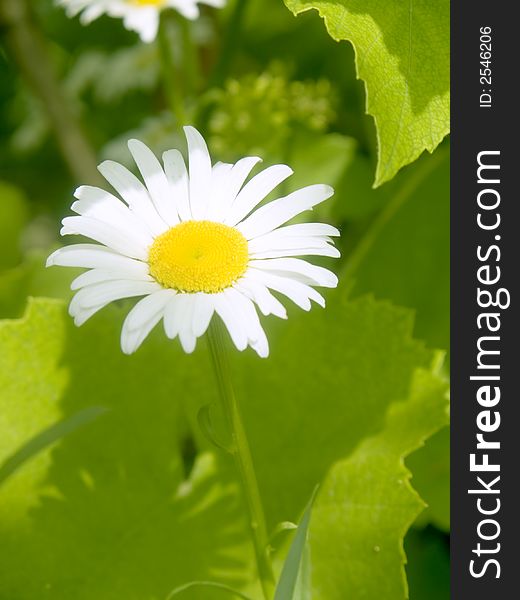 Close-up Of Camomile
