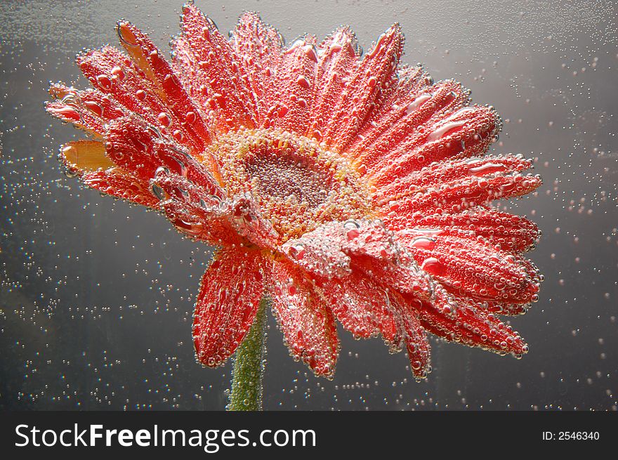 Red gerbera in water with bubbles. Red gerbera in water with bubbles