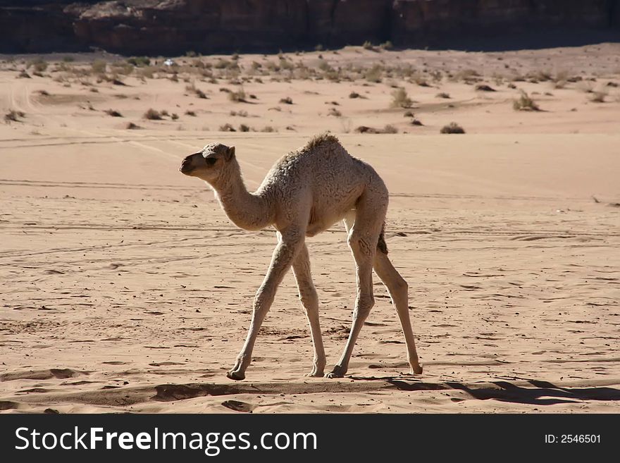 Camel in the wadi rum desert. Camel in the wadi rum desert