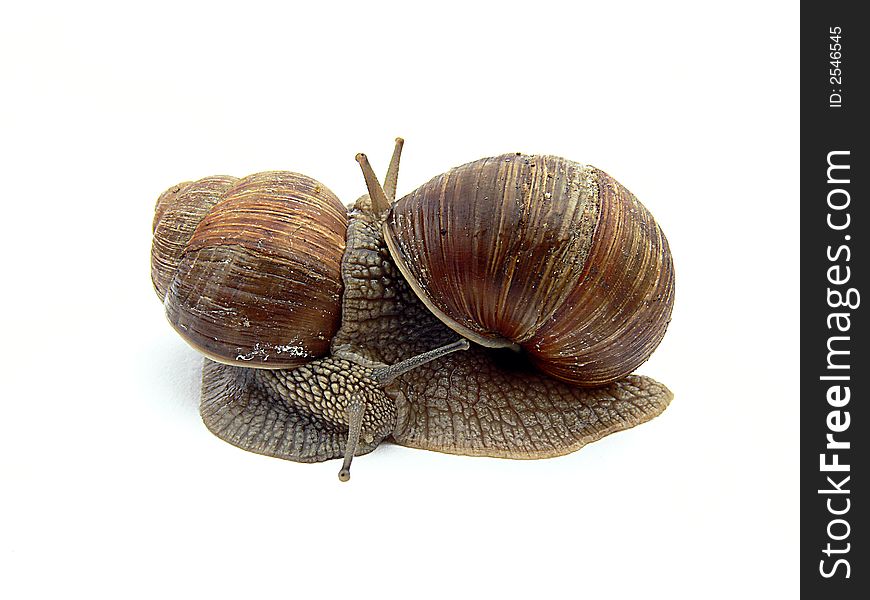 Two snails isolated on a white background.