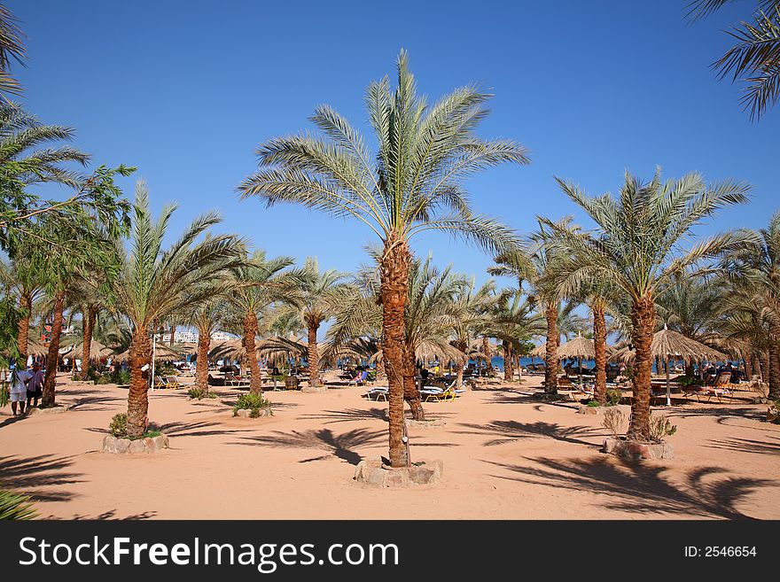 Palm sand beach in tropic