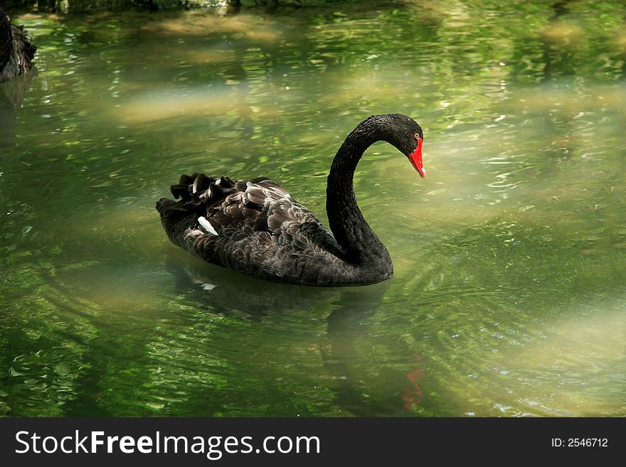 Black swan swimming in a pond