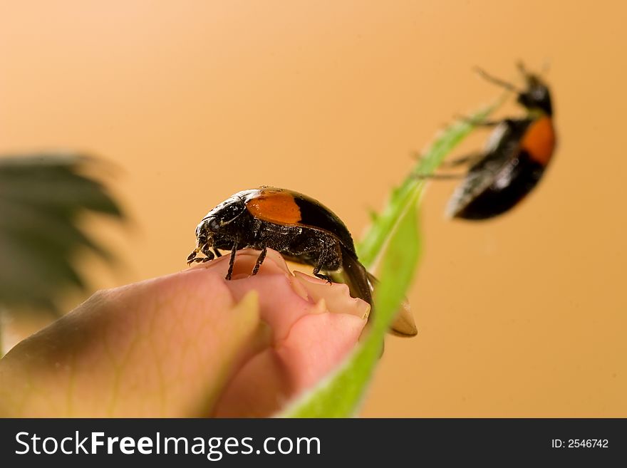 Two Black Ladybugs