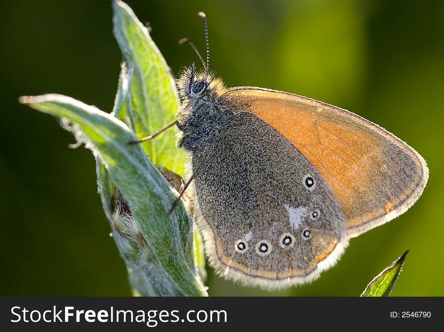Coenonympha glycerion butterfly and sunlight. Coenonympha glycerion butterfly and sunlight