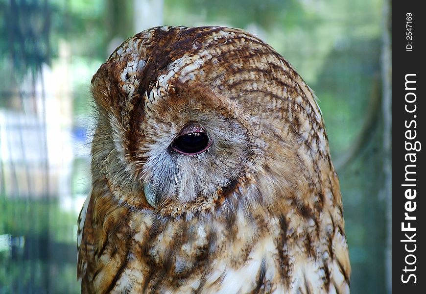 An old brown and white owl with a staring eye and a beak. An old brown and white owl with a staring eye and a beak