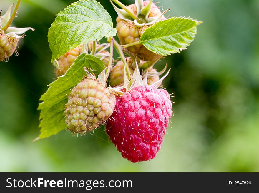 A Red raspberry ( Rosaceae Rubus idaeus L )in the wild on a bush with green leaves