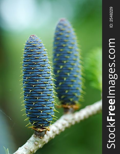 Detail Of Spruce Cone