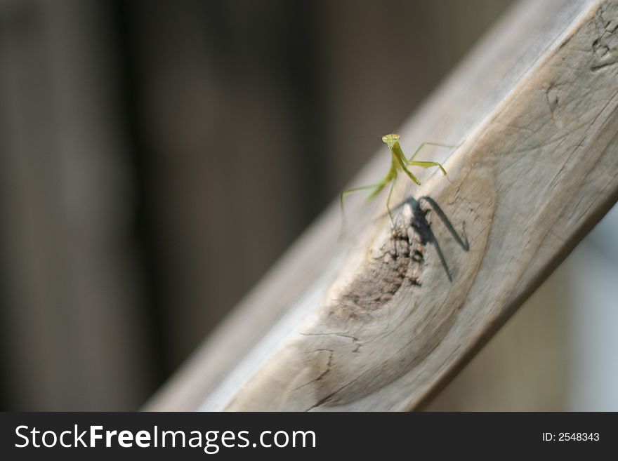 A Praying Mantis Insect on a Wooden Slope. A Praying Mantis Insect on a Wooden Slope