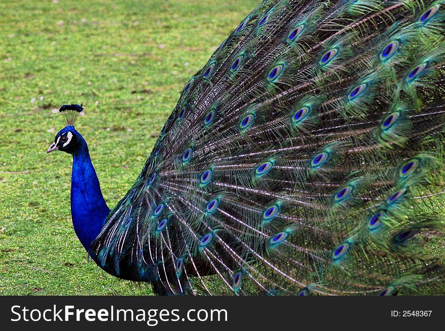 Peacock with feathers spread exposing the beautiful colors