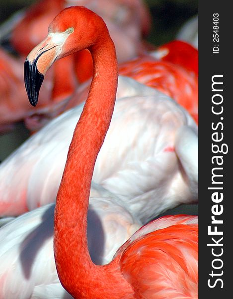 A beautifully colord flamingo amond the flock. A beautifully colord flamingo amond the flock