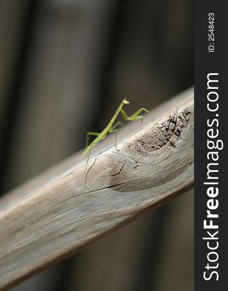 A Praying Mantis Insect on a Wooden Slope. A Praying Mantis Insect on a Wooden Slope