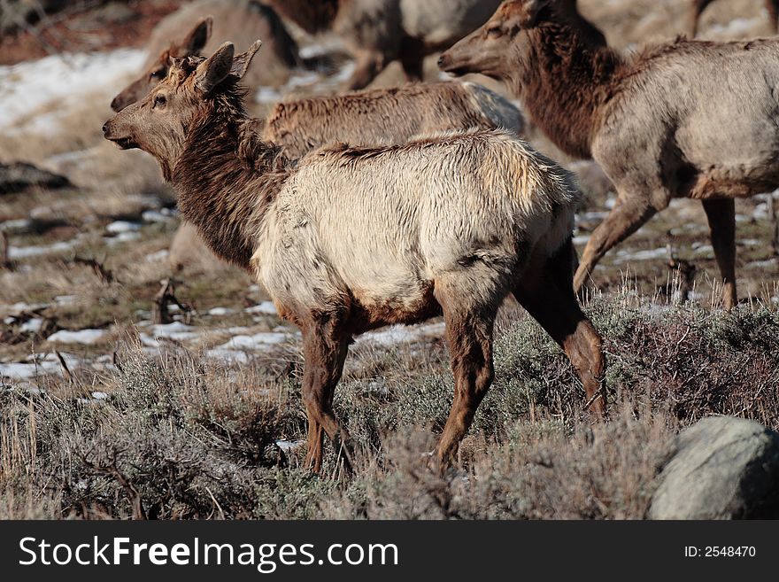 Elk at Rocky Mountain National Park