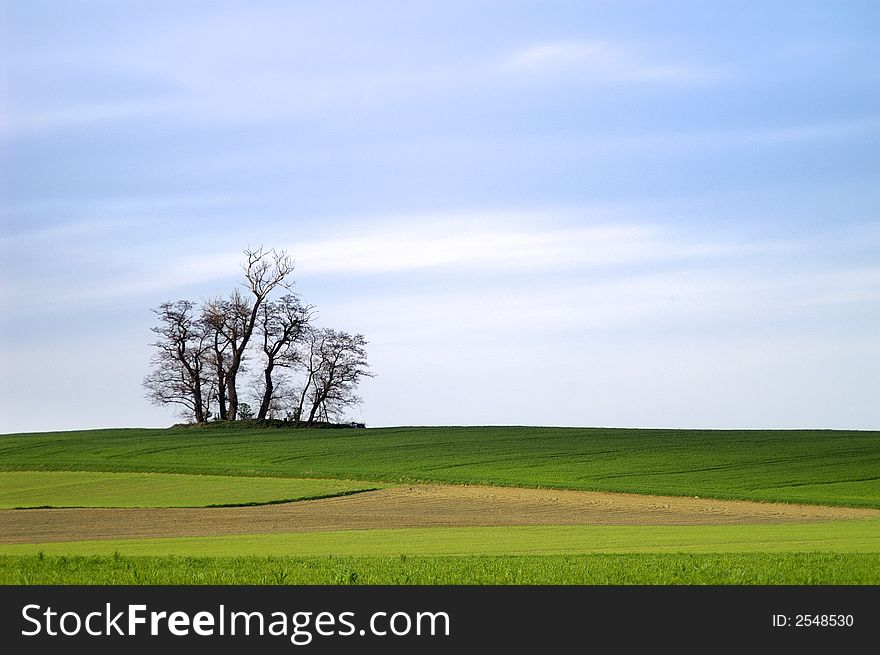 dead trees on the green grassy hill in the early spring time. dead trees on the green grassy hill in the early spring time