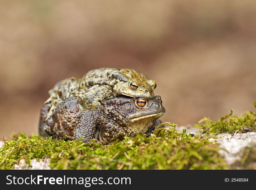 Frogs Copulating