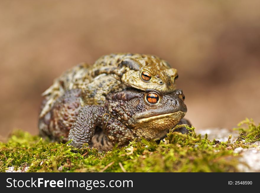 Frogs Copulating