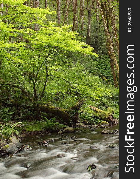 Gales Creek forest scene - Tillamook State Forest, Oregon