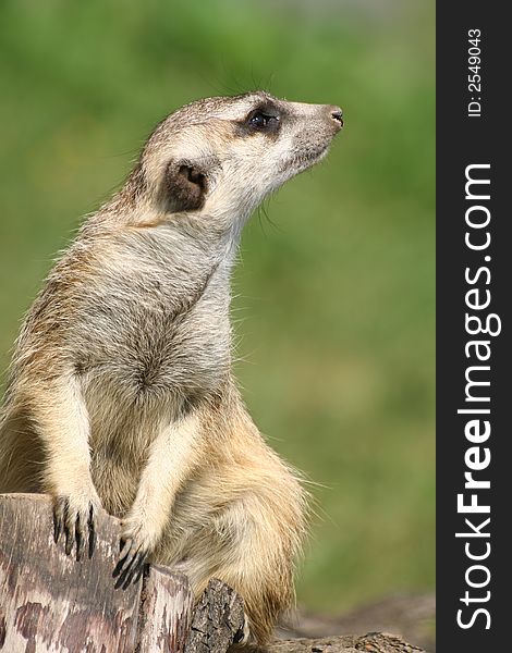 Suricate (meercat)