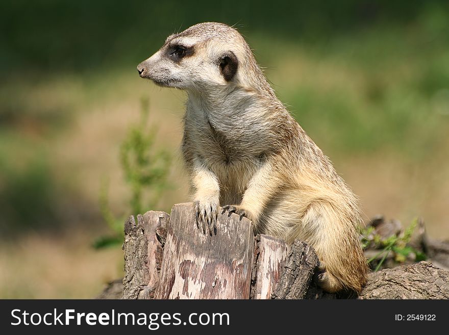 Suricate (meercat) is on guard (snooping); width composition