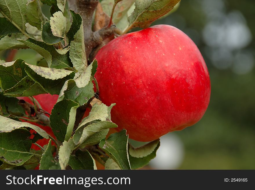 Delicous red apple on a tree