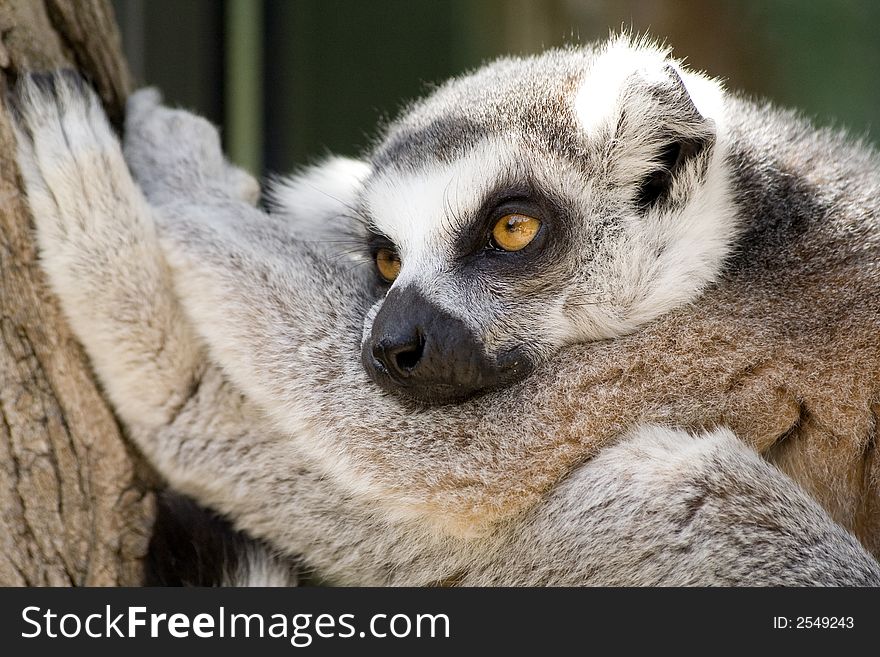 Lemur is relaxing on tree. Lemur is relaxing on tree