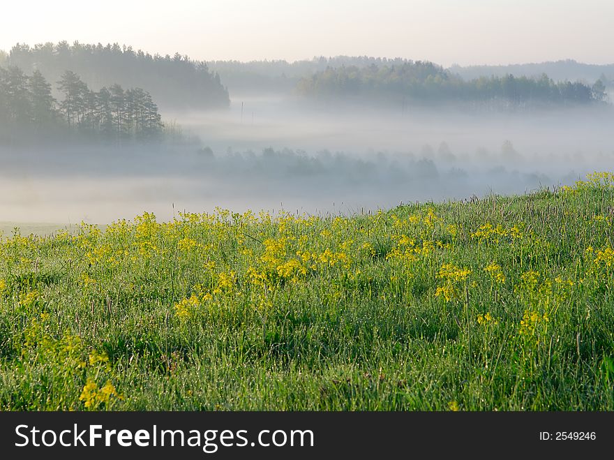 Green spring field with a morning fog