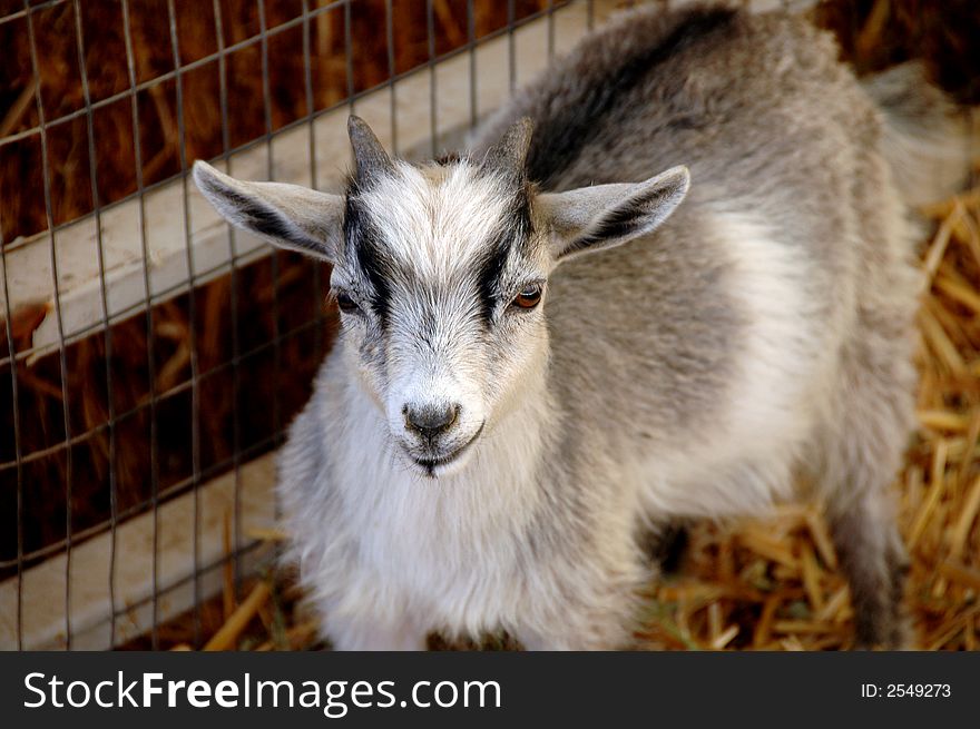 A billy goat at the county fair