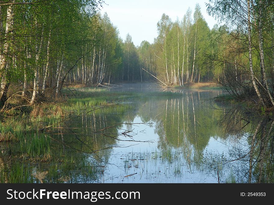 Pond with birches and a fog on a background. Pond with birches and a fog on a background