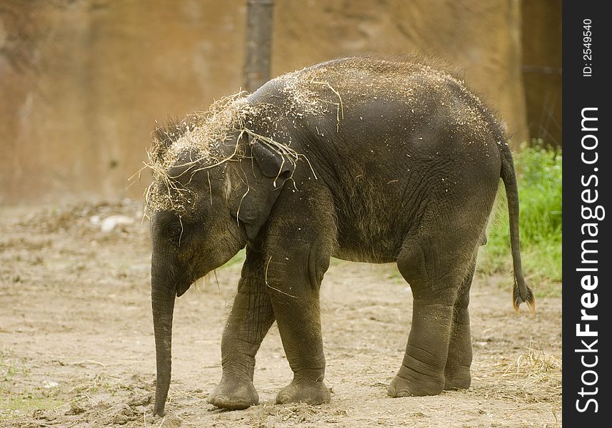 A baby elephant on display at a zoo