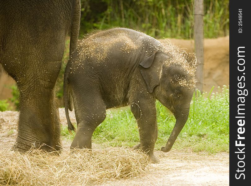 A baby elephant on display at a zoo