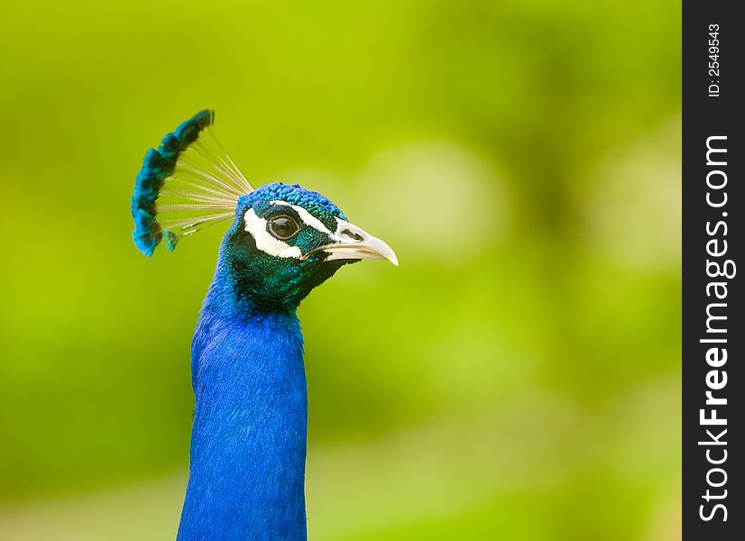 A peacock displaying its brilliant colors