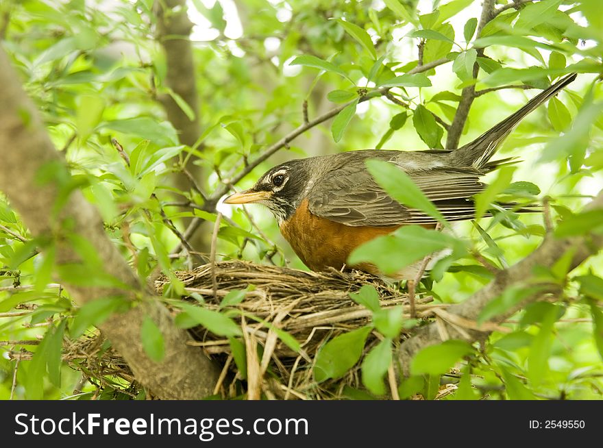 Robin tends to a nest in a tree. Robin tends to a nest in a tree