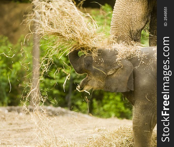 A baby elephant on display at a zoo