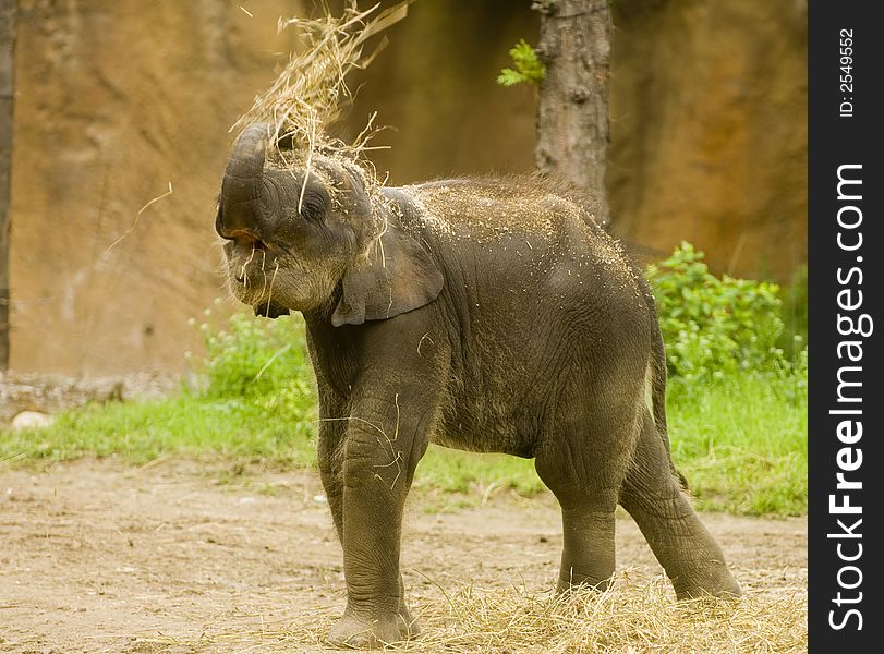 A baby elephant on display at a zoo