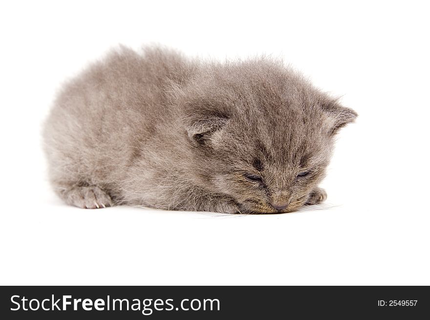 A gray kitten takes a nap on a white background. A gray kitten takes a nap on a white background