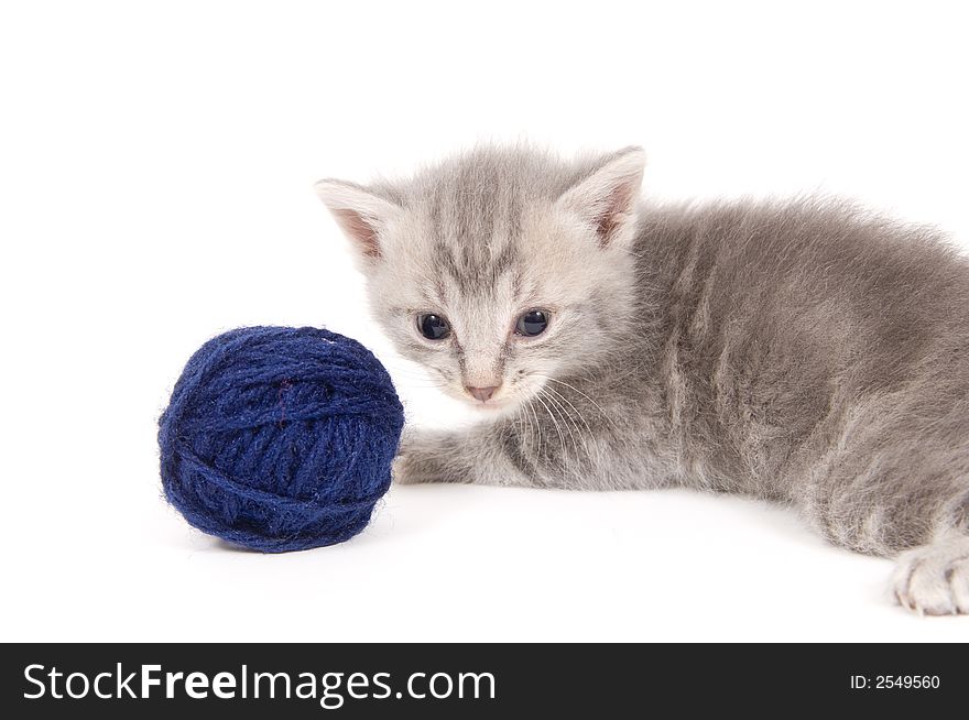 A gray kitten sits next to a ball of blue yarn on white background. A gray kitten sits next to a ball of blue yarn on white background