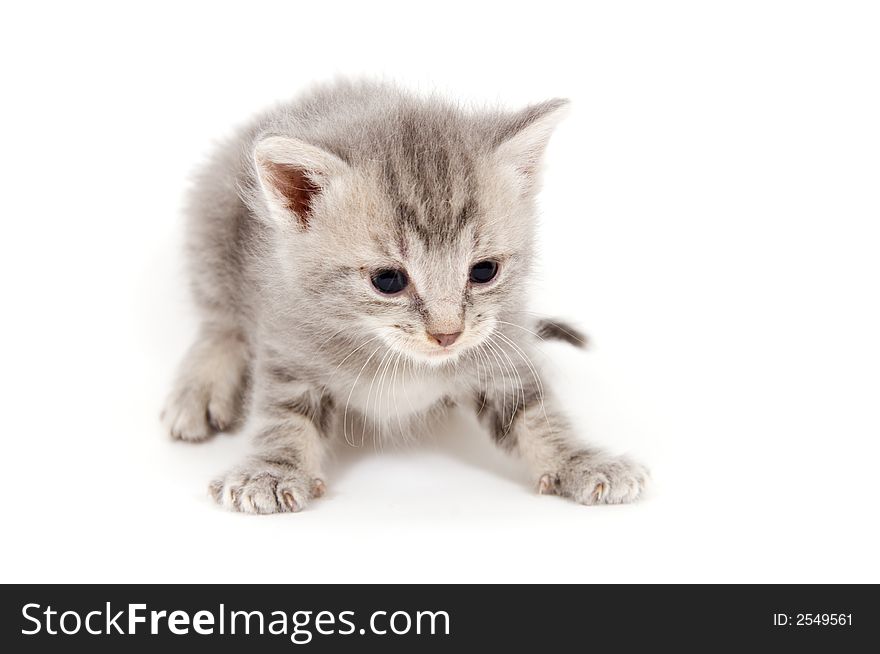 A gray kitten ready to pounce on white background