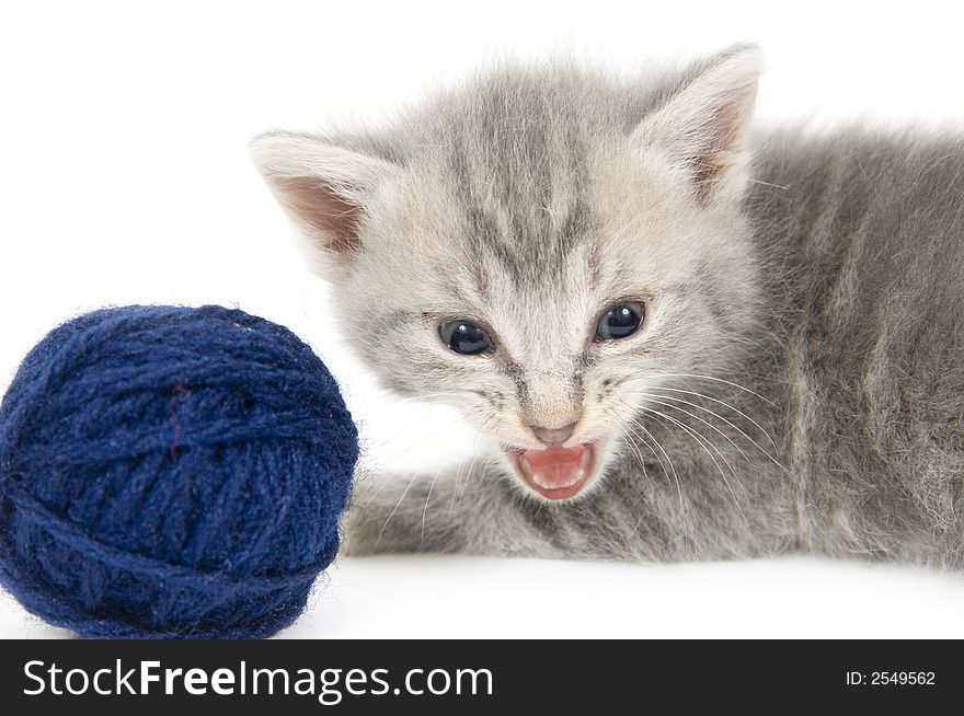 A gray kitten sits next to a ball of blue yarn on white background. A gray kitten sits next to a ball of blue yarn on white background