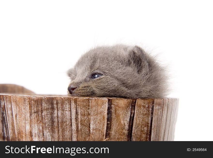 A gray kitten sleeps in a decorative flowerpot shaped like a barrel on white background. A gray kitten sleeps in a decorative flowerpot shaped like a barrel on white background