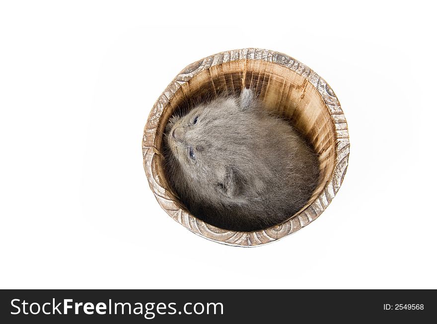 A gray kitten sleeps in a decorative flowerpot shaped like a barrel on white background. A gray kitten sleeps in a decorative flowerpot shaped like a barrel on white background