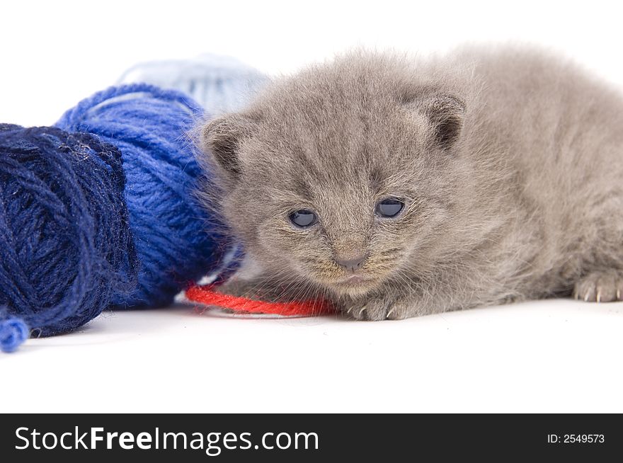 A gray kitten runs out of energywhile playing with yarn. A gray kitten runs out of energywhile playing with yarn