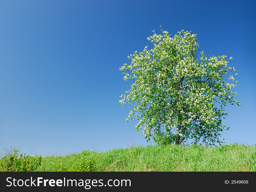 Green meadow with a tree on a background of the blue sky. Green meadow with a tree on a background of the blue sky