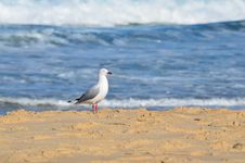 Seagull On The Beach. Stock Images Seagull On The Beach. Stock Images