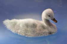 Young Black Necked Swan Stock Photo