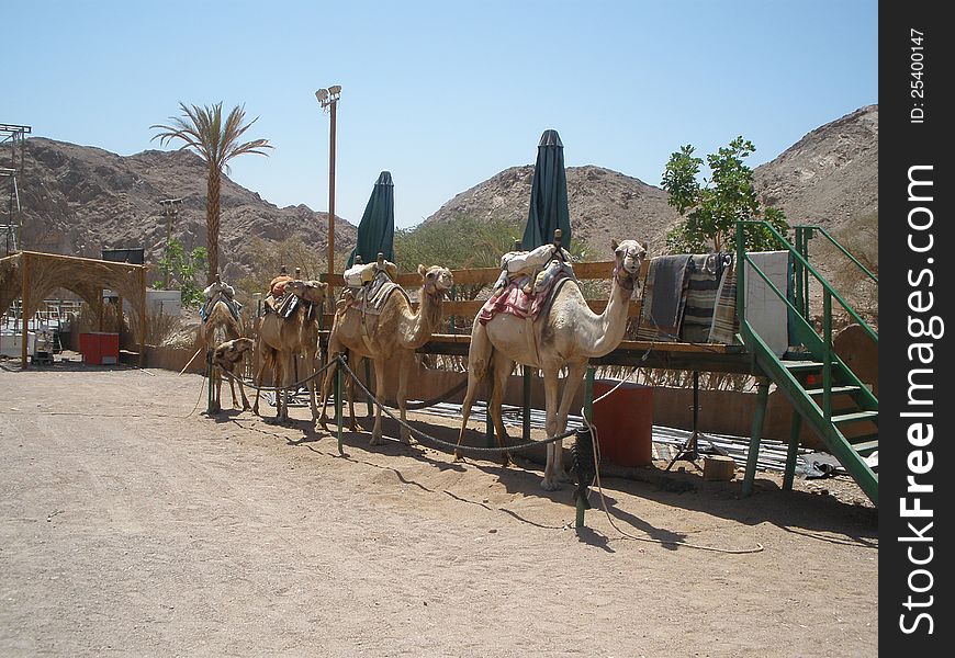 Preparing For Camel Safari
