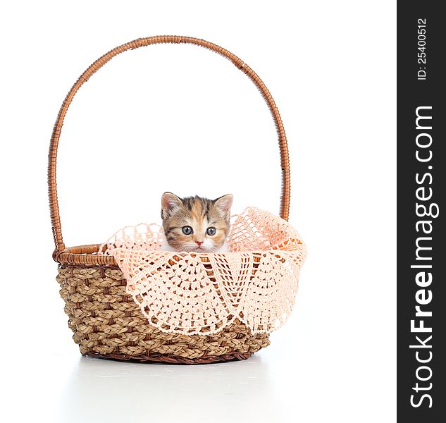 Funny baby Scottish cat kitten sitting inside basket. Funny baby Scottish cat kitten sitting inside basket